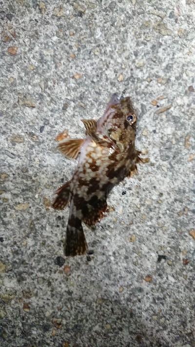 まだまだ濁りあり。