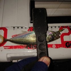 漁港のランガン