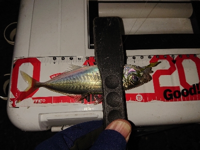 漁港のランガン