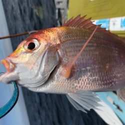 マイボートでタイラバ、ジギング、五目釣り