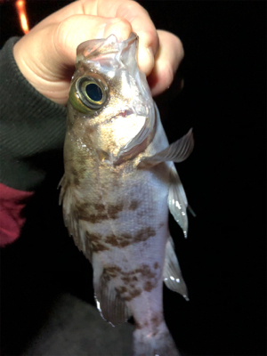 林崎漁港でアジング。