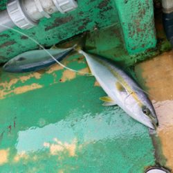 明石　　鯛サビキ