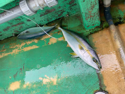 明石　　鯛サビキ