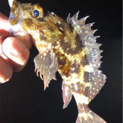 雨上がりアジング♪