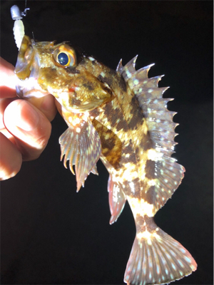 雨上がりアジング♪