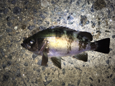雨上がりのメバリング