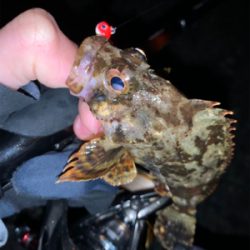 小雨の中、春告魚