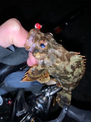 小雨の中、春告魚