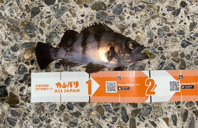 春になったらここ