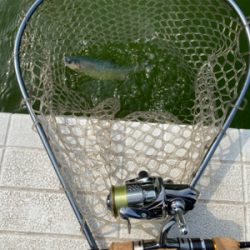 服部緑地プールトラウト