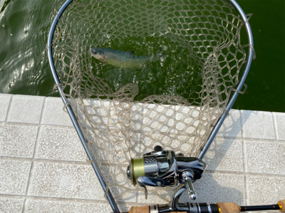 服部緑地プールトラウト