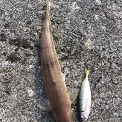 マイクロシュア