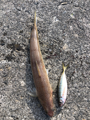 マイクロシュア