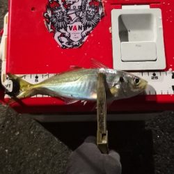 アジング 練習 133