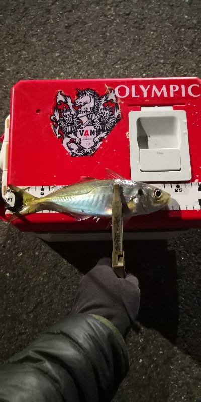 アジング 練習 133