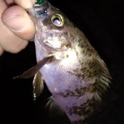 ナイトメバリング