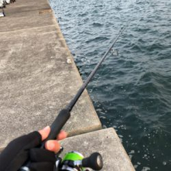 沖シーバス2週目