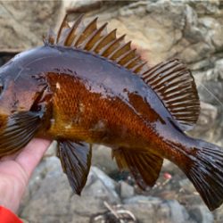 デイメバルにて尺… ない