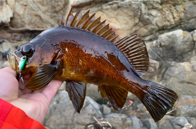 デイメバルにて尺… ない