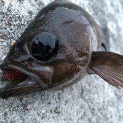 2020ライトゲーム第12戦