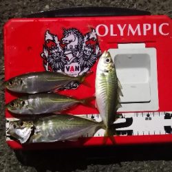 アジング 練習 134