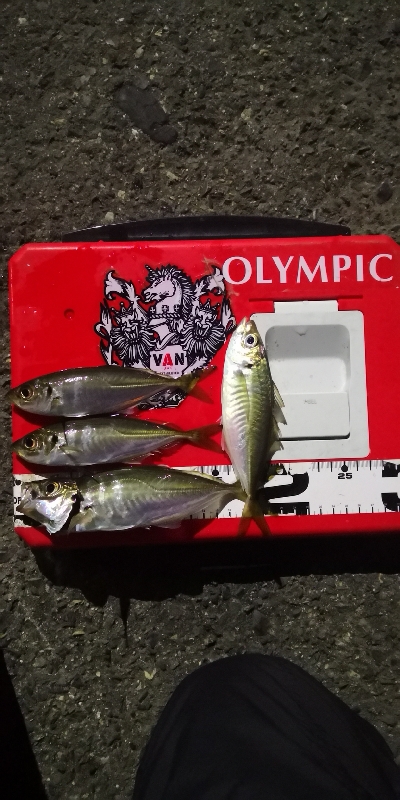 アジング 練習 134