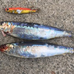 のんびりフィッシング