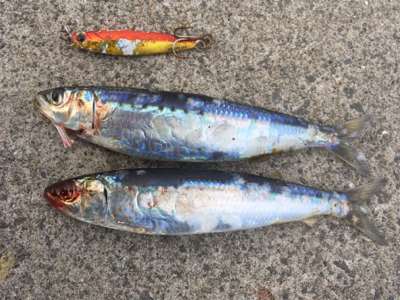 のんびりフィッシング