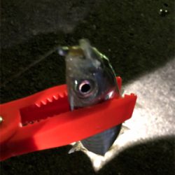 夜な夜なアジング♪