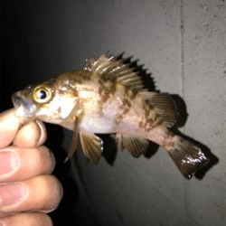 メバル、アジ釣果