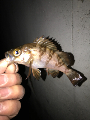 メバル、アジ釣果