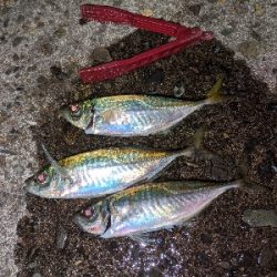 ここにも黄金アジ