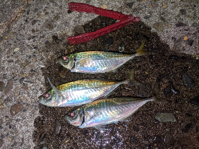 ここにも黄金アジ