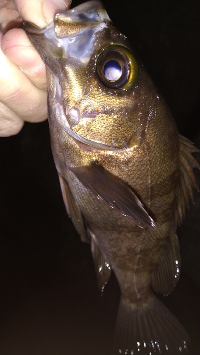 ナイトメバリング