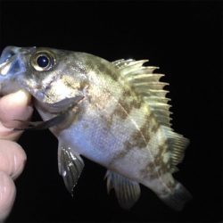 スーパームーンでメバリング