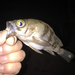 ガシラ、メバル