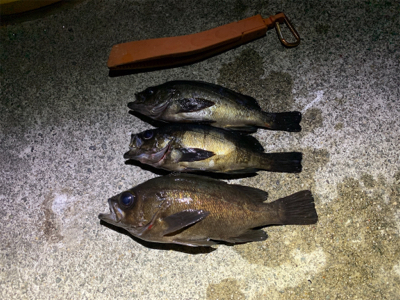 淡路島のメバルん