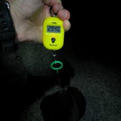 春アオリ3kgちょい足らず