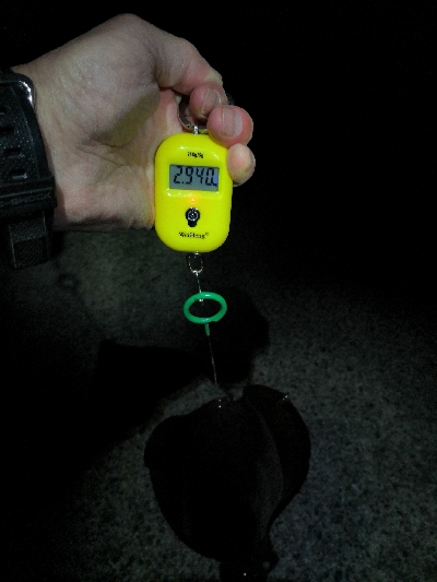 春アオリ3kgちょい足らず