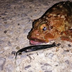 トライデントはカサゴに効く?