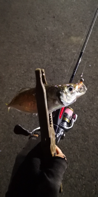 アジング 練習 136