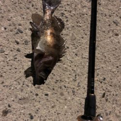 メバル調査︎︎︎✌︎