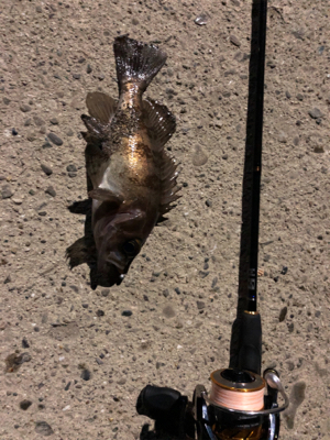 メバル調査︎︎︎✌︎