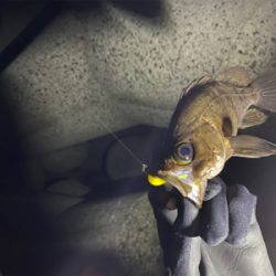 フロートゲーム