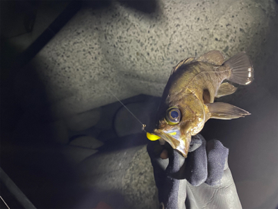 フロートゲーム