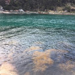 またまたデイメバル