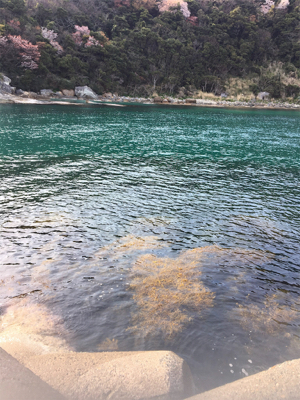 またまたデイメバル