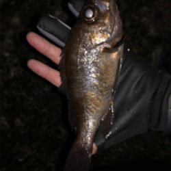 3密を避け、メバリング！