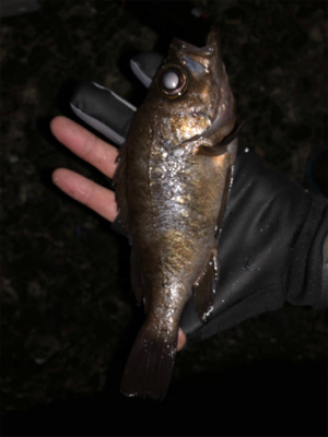 3密を避け、メバリング！