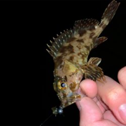 今宵はメバリングへ